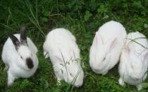伊拉兔的飼養環境-伊拉兔的經營管理
