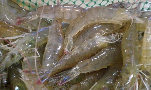 如何選購(gòu)水產(chǎn)品？教你選購(gòu)五類(lèi)水產(chǎn)品