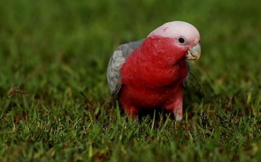 粉紅胸鳳頭鸚鵡如何繁殖？粉紅胸鳳頭鸚鵡的飼養(yǎng)方法