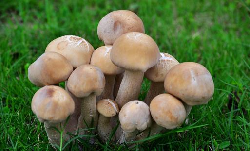 這四種食物美容養顏特別適合女生