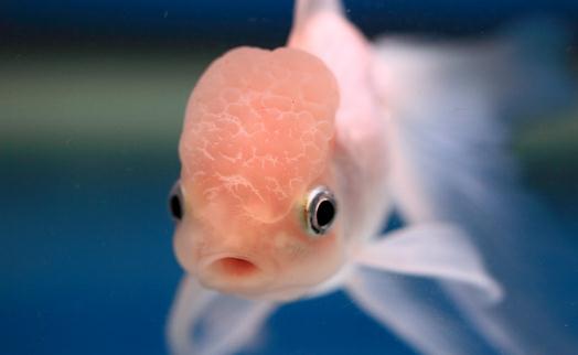 家里養金魚的方法技巧