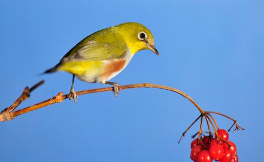 喂養繡眼鳥的四季管理方法
