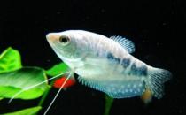 如何為熱帶海水魚預防疾病？