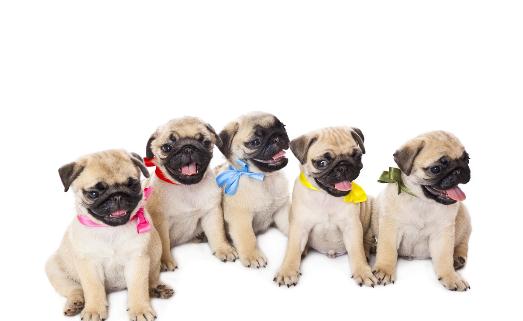 沒斷奶的小狗怎么照顧？仔犬飼養(yǎng)方法