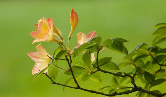 杜鵑花怎么種植？科學(xué)養(yǎng)殖杜鵑花的方法