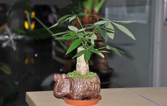 教你讓發(fā)財(cái)樹莖部肥大的方法