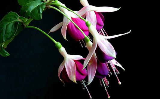 想養(yǎng)花？花卉都有哪些類型？