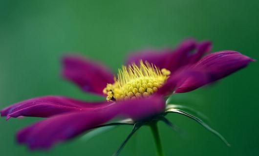 秋季適合養(yǎng)什么花？秋季如何養(yǎng)花？