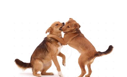狂犬病是怎樣的？狂犬病的癥狀