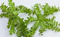 春季吃什么野菜好？四種食用野菜介紹