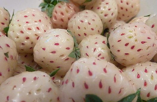 菠蘿莓應該怎么吃？吃菠蘿莓的注意事項