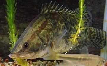 鱖魚_鱖魚的營養價值,功效與作用,鱖魚怎么做好吃,鱖魚的做法大全 鱖魚_鱖魚的營養價值,功效與作用,鱖魚怎么做好吃,鱖魚的做法大全