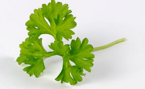 歐芹的簡介 歐芹怎么做？
