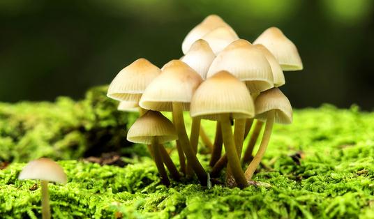 食物里含有毒物質怎么辦？