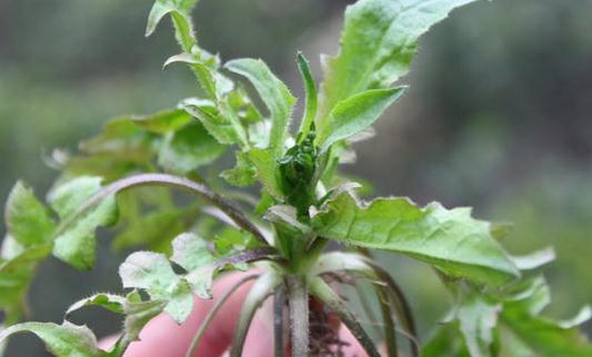 這些野菜營養(yǎng)又好吃 你吃過嗎？