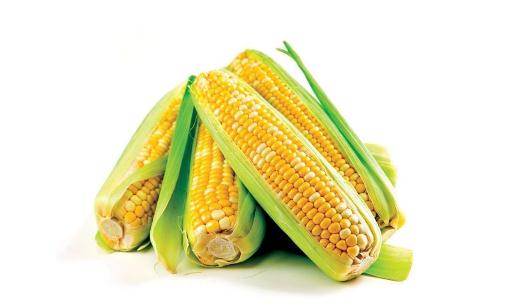 玉米是營養(yǎng)價(jià)值最高的主食