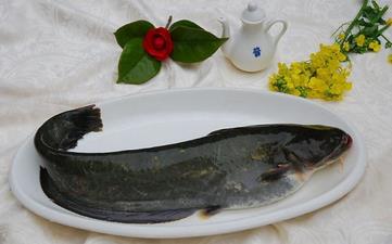 鲇魚_鯰魚,鲇魚的營(yíng)養(yǎng)價(jià)值,功效與作用,鲇魚怎么做好吃,鲇魚的做法大全 鲇魚_鯰魚,鲇魚的營(yíng)養(yǎng)價(jià)值,功效與作用,鲇魚怎么做好吃,鲇魚的做法大全