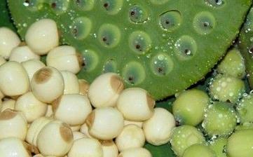 【蓮子】_營(yíng)養(yǎng)價(jià)值,功效與作用,怎么吃,做法,適用人群,食用禁忌 【蓮子】_營(yíng)養(yǎng)價(jià)值,功效與作用,怎么吃,做法,適用人群,食用禁忌