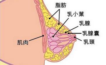 【乳房】乳房的位置發(fā)育結(jié)構(gòu)_胸部保健_乳房圖片_乳房的生理知識(shí) 【乳房】乳房的位置發(fā)育結(jié)構(gòu)_胸部保健_乳房圖片_乳房的生理知識(shí)