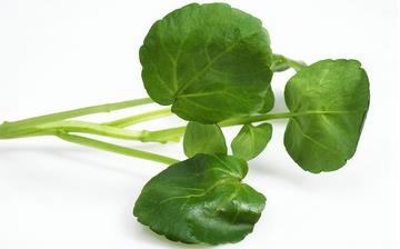 【西洋菜】西洋菜的營(yíng)養(yǎng)價(jià)值_西洋菜怎么做好吃_西洋菜的做法大全 【西洋菜】西洋菜的營(yíng)養(yǎng)價(jià)值_西洋菜怎么做好吃_西洋菜的做法大全
