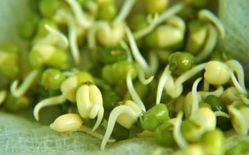 【綠豆芽】綠豆芽的營養價值_綠豆芽怎么做好吃_綠豆芽的做法大全 【綠豆芽】綠豆芽的營養價值_綠豆芽怎么做好吃_綠豆芽的做法大全