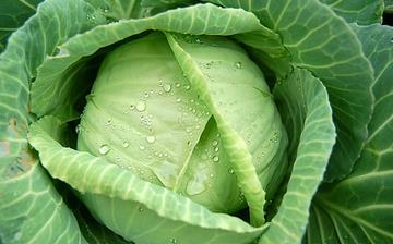 【卷心菜】卷心菜的營養價值_卷心菜怎么做好吃_卷心菜的做法大全 【卷心菜】卷心菜的營養價值_卷心菜怎么做好吃_卷心菜的做法大全