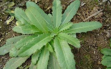 【刺兒菜】刺兒菜的營養價值_刺兒菜怎么做好吃_刺兒菜的做法大全 【刺兒菜】刺兒菜的營養價值_刺兒菜怎么做好吃_刺兒菜的做法大全
