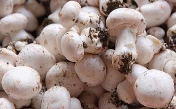 【洋菇】洋菇的營養價值_洋菇怎么做好吃_洋菇的做法大全 【洋菇】洋菇的營養價值_洋菇怎么做好吃_洋菇的做法大全