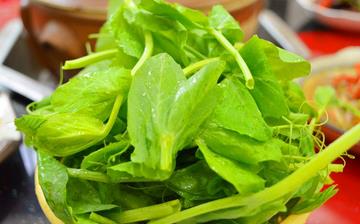 【豌豆尖】豌豆尖的營養價值_豌豆尖怎么做好吃_豌豆尖的做法大全 【豌豆尖】豌豆尖的營養價值_豌豆尖怎么做好吃_豌豆尖的做法大全