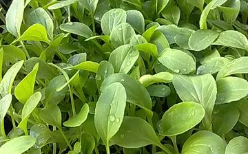 【雞毛菜】雞毛菜的營養(yǎng)價(jià)值_雞毛菜怎么做好吃_雞毛菜的做法大全 【雞毛菜】雞毛菜的營養(yǎng)價(jià)值_雞毛菜怎么做好吃_雞毛菜的做法大全