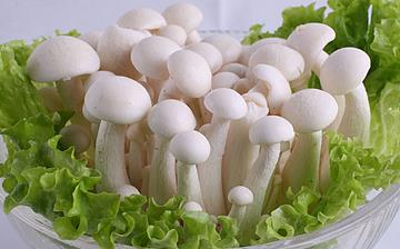 【白玉菇】白玉菇的營養價值_白玉菇怎么做好吃_白玉菇的做法大全 【白玉菇】白玉菇的營養價值_白玉菇怎么做好吃_白玉菇的做法大全