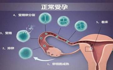 【著床】受精卵著床癥狀_著床晚是什么原因_著床需要幾天_著床出血跟月經的區別 【著床】受精卵著床癥狀_著床晚是什么原因_著床需要幾天_著床出血跟月經的區別