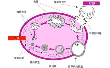 【排卵】排卵期癥狀_排卵期同房不孕原因_排卵期計算_排卵試紙怎么用 【排卵】排卵期癥狀_排卵期同房不孕原因_排卵期計算_排卵試紙怎么用