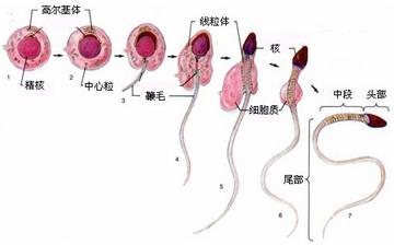 【精子】男人吃什么補精子_精子存活時間是多久_精子成活率正常值_精子發黃是怎么回事 【精子】男人吃什么補精子_精子存活時間是多久_精子成活率正常值_精子發黃是怎么回事