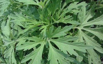 【菊花腦】菊花腦的營養(yǎng)價(jià)值_菊花腦怎么做好吃_菊花腦的做法大全 【菊花腦】菊花腦的營養(yǎng)價(jià)值_菊花腦怎么做好吃_菊花腦的做法大全