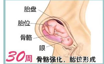 【懷孕30周】懷孕30周癥狀_懷孕30周胎兒變化_媽媽狀態_懷孕30周注意事項 【懷孕30周】懷孕30周癥狀_懷孕30周胎兒變化_媽媽狀態_懷孕30周注意事項