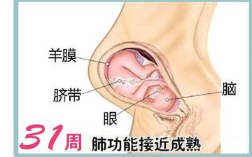 【懷孕31周】懷孕31周發育指標_懷孕31周胎兒變化_媽媽狀態_懷孕31周注意事項 【懷孕31周】懷孕31周發育指標_懷孕31周胎兒變化_媽媽狀態_懷孕31周注意事項