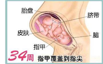 【懷孕34周】懷孕34周發(fā)育指標(biāo)_懷孕34周胎兒變化_媽媽狀態(tài)_懷孕34周注意事項(xiàng) 【懷孕34周】懷孕34周發(fā)育指標(biāo)_懷孕34周胎兒變化_媽媽狀態(tài)_懷孕34周注意事項(xiàng)