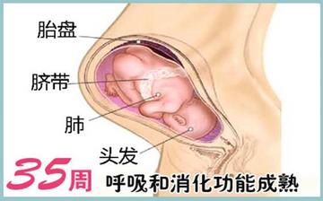 【懷孕35周】懷孕35周發育指標_懷孕35周胎兒變化_媽媽狀態_懷孕35周注意事項 【懷孕35周】懷孕35周發育指標_懷孕35周胎兒變化_媽媽狀態_懷孕35周注意事項