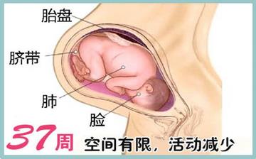 【懷孕37周】懷孕37周發育指標檢查_懷孕37周胎兒變化_媽媽狀態_懷孕37周注意事項 【懷孕37周】懷孕37周發育指標檢查_懷孕37周胎兒變化_媽媽狀態_懷孕37周注意事項
