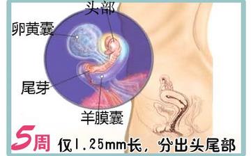 【懷孕5周】早孕5周癥狀_懷孕5周胎兒圖片_懷孕5周吃什么補身體 【懷孕5周】早孕5周癥狀_懷孕5周胎兒圖片_懷孕5周吃什么補身體