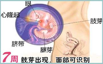 【懷孕7周】早孕7周癥狀_懷孕7周胎兒圖片_懷孕7周吃什么補身體 【懷孕7周】早孕7周癥狀_懷孕7周胎兒圖片_懷孕7周吃什么補身體