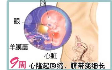 【懷孕9周】早孕9周癥狀_懷孕9周胎兒圖片_懷孕9周吃什么補身體 【懷孕9周】早孕9周癥狀_懷孕9周胎兒圖片_懷孕9周吃什么補身體