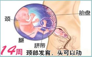 【懷孕14周】懷孕14周癥狀_懷孕14周胎兒圖片_B超數據_懷孕14周吃什么補身體 【懷孕14周】懷孕14周癥狀_懷孕14周胎兒圖片_B超數據_懷孕14周吃什么補身體