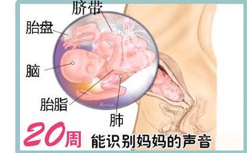 【懷孕20周】懷孕20周癥狀_懷孕20周胎兒圖片_B超數(shù)據(jù)_懷孕20周吃什么補(bǔ)身體 【懷孕20周】懷孕20周癥狀_懷孕20周胎兒圖片_B超數(shù)據(jù)_懷孕20周吃什么補(bǔ)身體