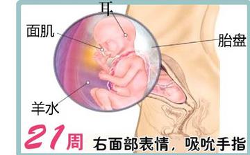 【懷孕21周】懷孕21周癥狀_懷孕21周胎兒圖片_B超數(shù)據(jù)_懷孕21周吃什么補身體 【懷孕21周】懷孕21周癥狀_懷孕21周胎兒圖片_B超數(shù)據(jù)_懷孕21周吃什么補身體