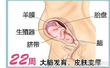 【懷孕22周】懷孕22周癥狀_懷孕22周胎兒圖片_B超數據_懷孕22周吃什么補身體 【懷孕22周】懷孕22周癥狀_懷孕22周胎兒圖片_B超數據_懷孕22周吃什么補身體