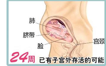【懷孕24周】懷孕24周癥狀_懷孕24周胎兒圖片_B超數據_懷孕24周吃什么補身體 【懷孕24周】懷孕24周癥狀_懷孕24周胎兒圖片_B超數據_懷孕24周吃什么補身體