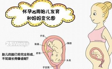 【懷孕25周】懷孕25周癥狀_懷孕25周胎兒變化_媽媽狀態_懷孕25周注意事項 【懷孕25周】懷孕25周癥狀_懷孕25周胎兒變化_媽媽狀態_懷孕25周注意事項