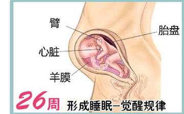 【懷孕26周】懷孕26周癥狀_懷孕26周胎兒變化_媽媽狀態(tài)_懷孕26周注意事項(xiàng) 【懷孕26周】懷孕26周癥狀_懷孕26周胎兒變化_媽媽狀態(tài)_懷孕26周注意事項(xiàng)